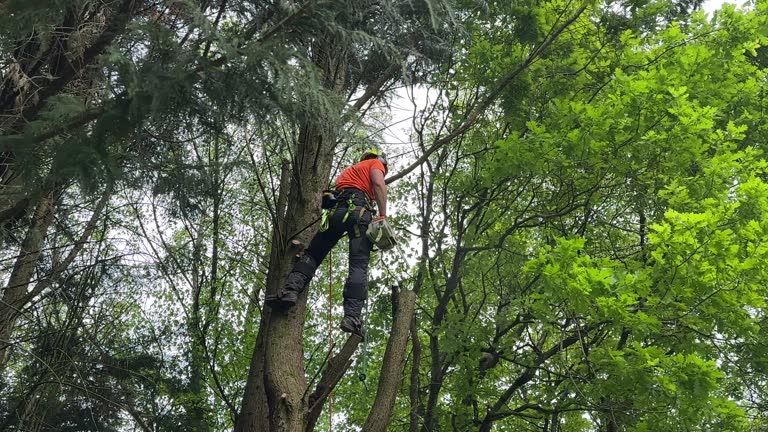 Best Tree Disease Treatment  in Mount Vernon, WA